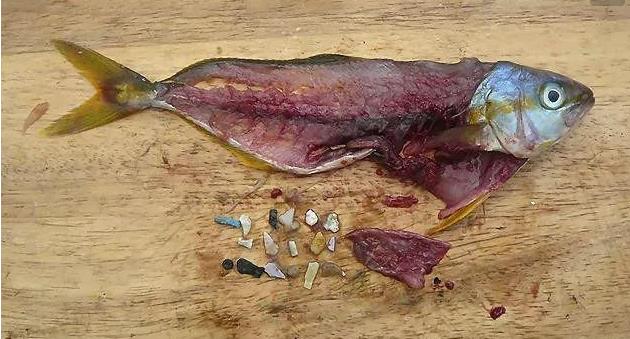 震惊！首次确认：人体已被微塑料污染！